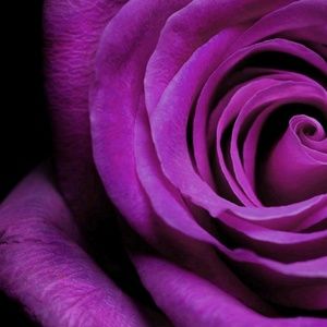 Meet your Posher, Tamikia